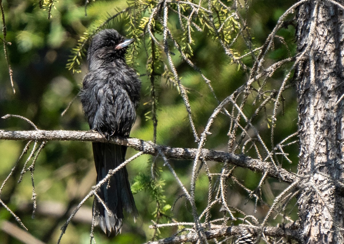 Canada Jay - ML462896471