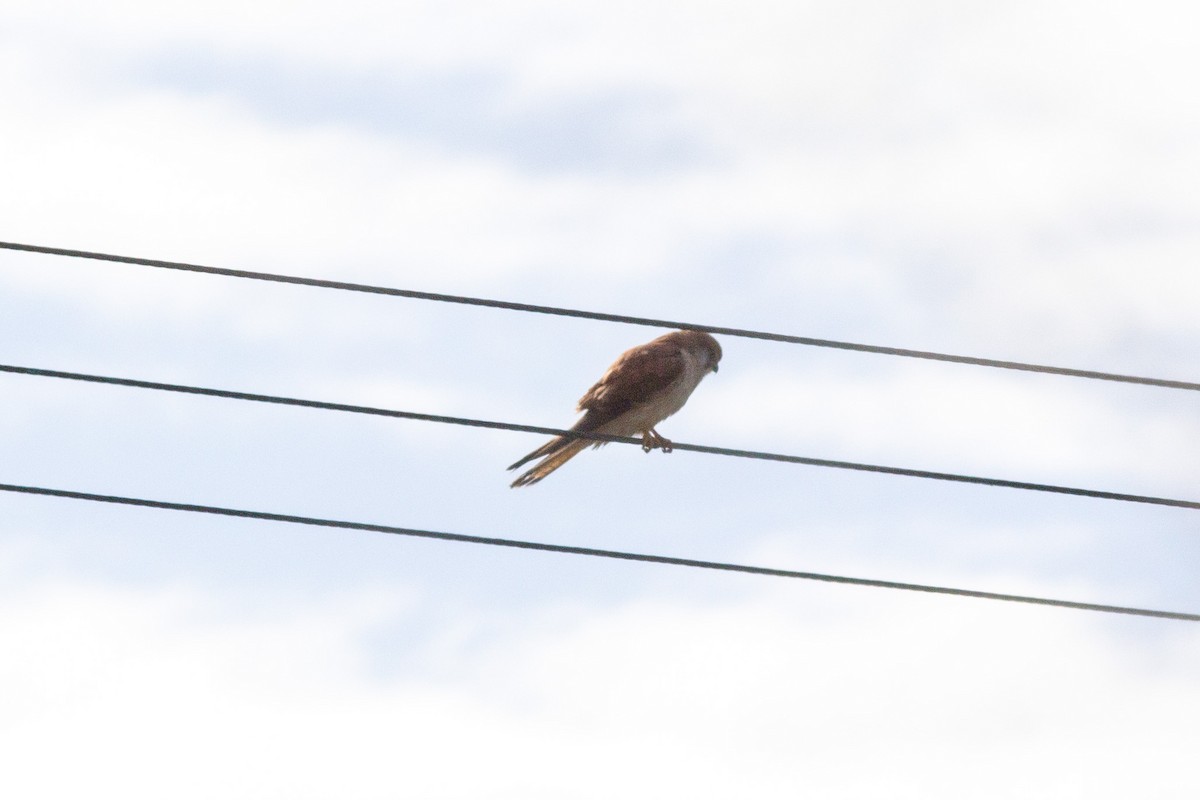 Nankeen Kestrel - Richard and Margaret Alcorn