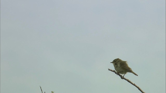 Arctic Warbler - ML462897