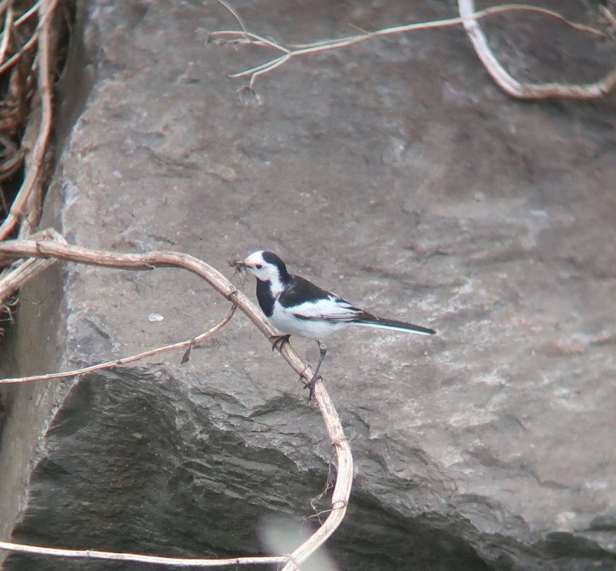 נחליאלי לבן - ML462897451