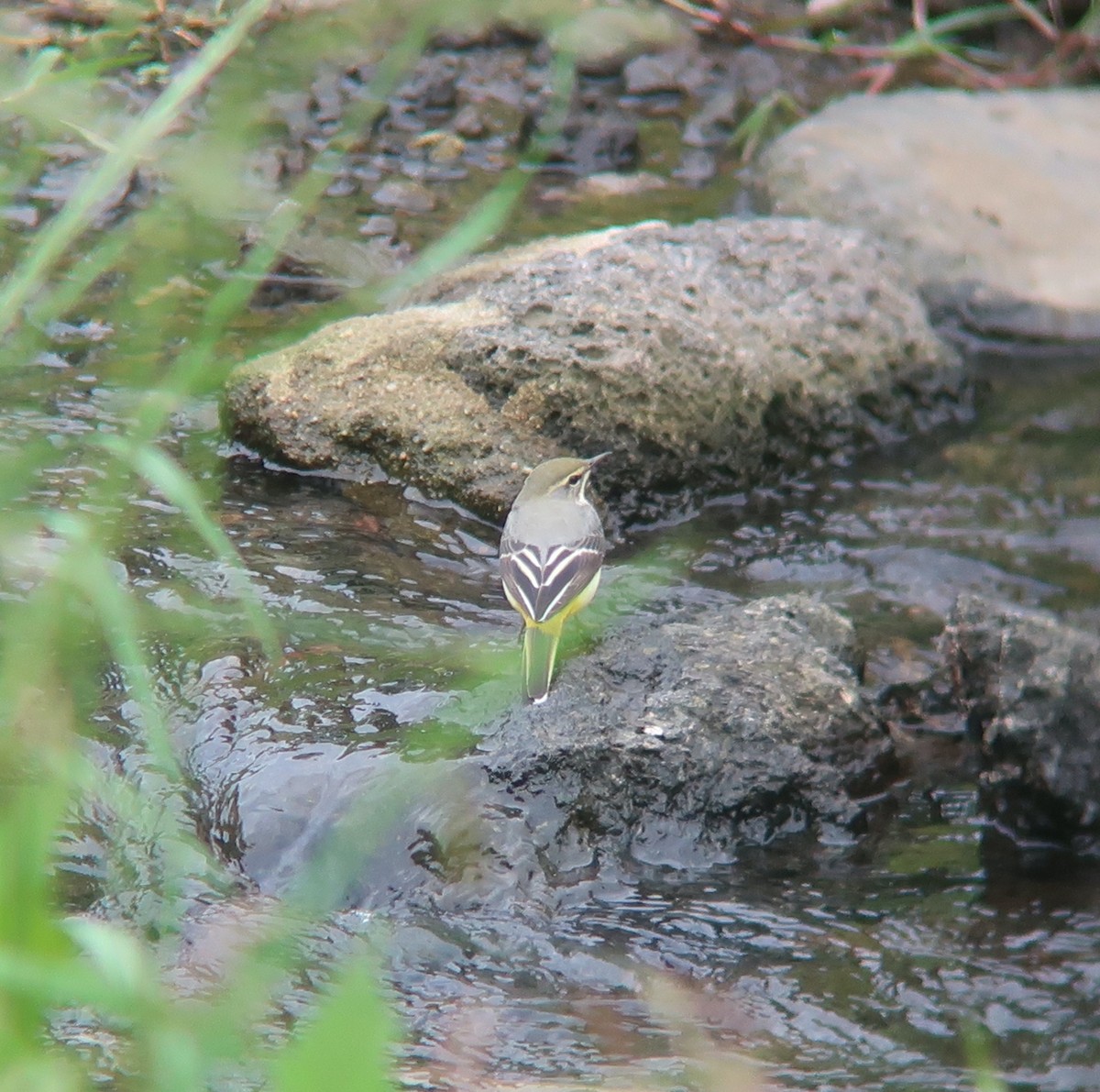 נחליאלי זנבתן - ML462897461