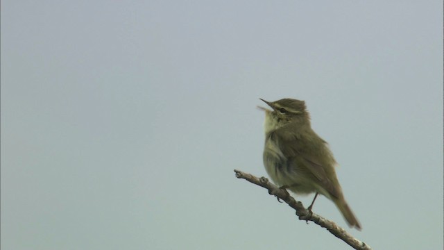 Arctic Warbler - ML462898