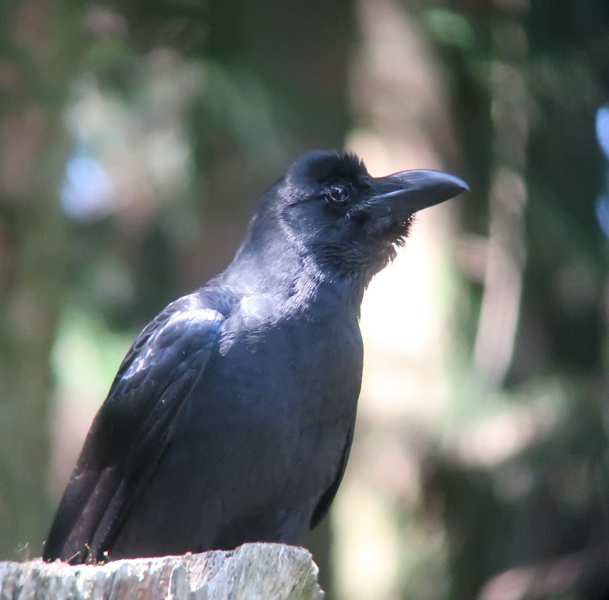 Large-billed Crow - ML462898421
