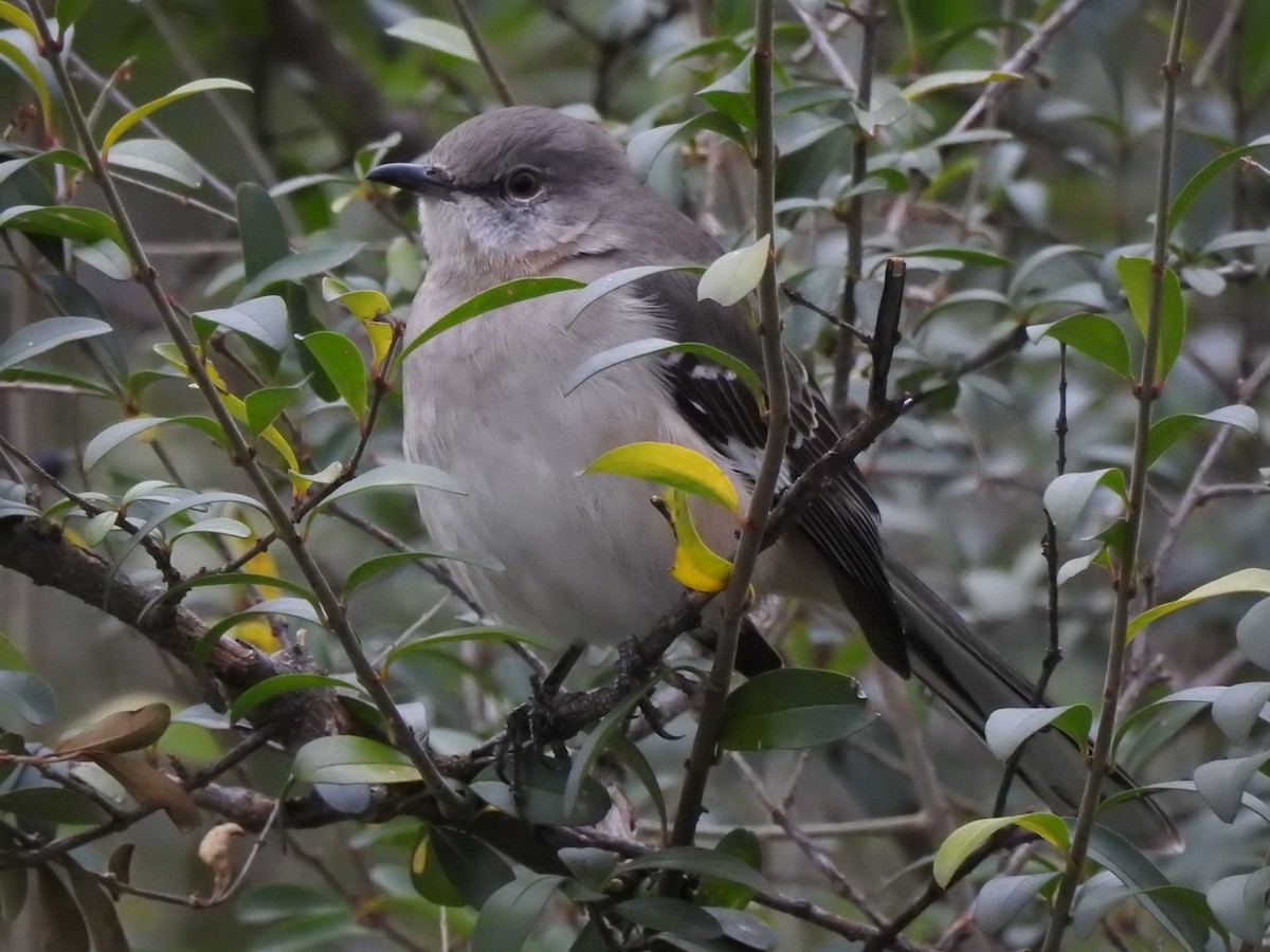Northern Mockingbird - ML46289861