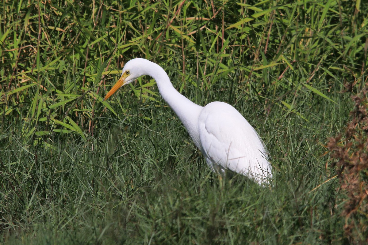 Plumed Egret - Alan Atkinson