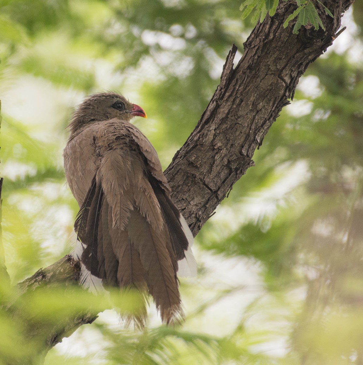 Sirkeer Malkoha - ML462900491