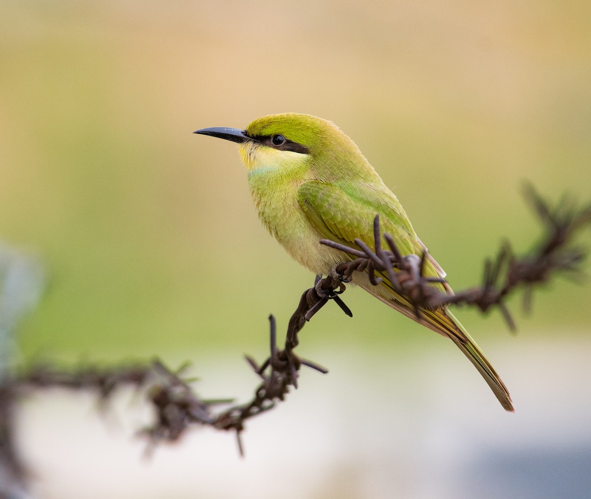 Asian Green Bee-eater - ML462900631