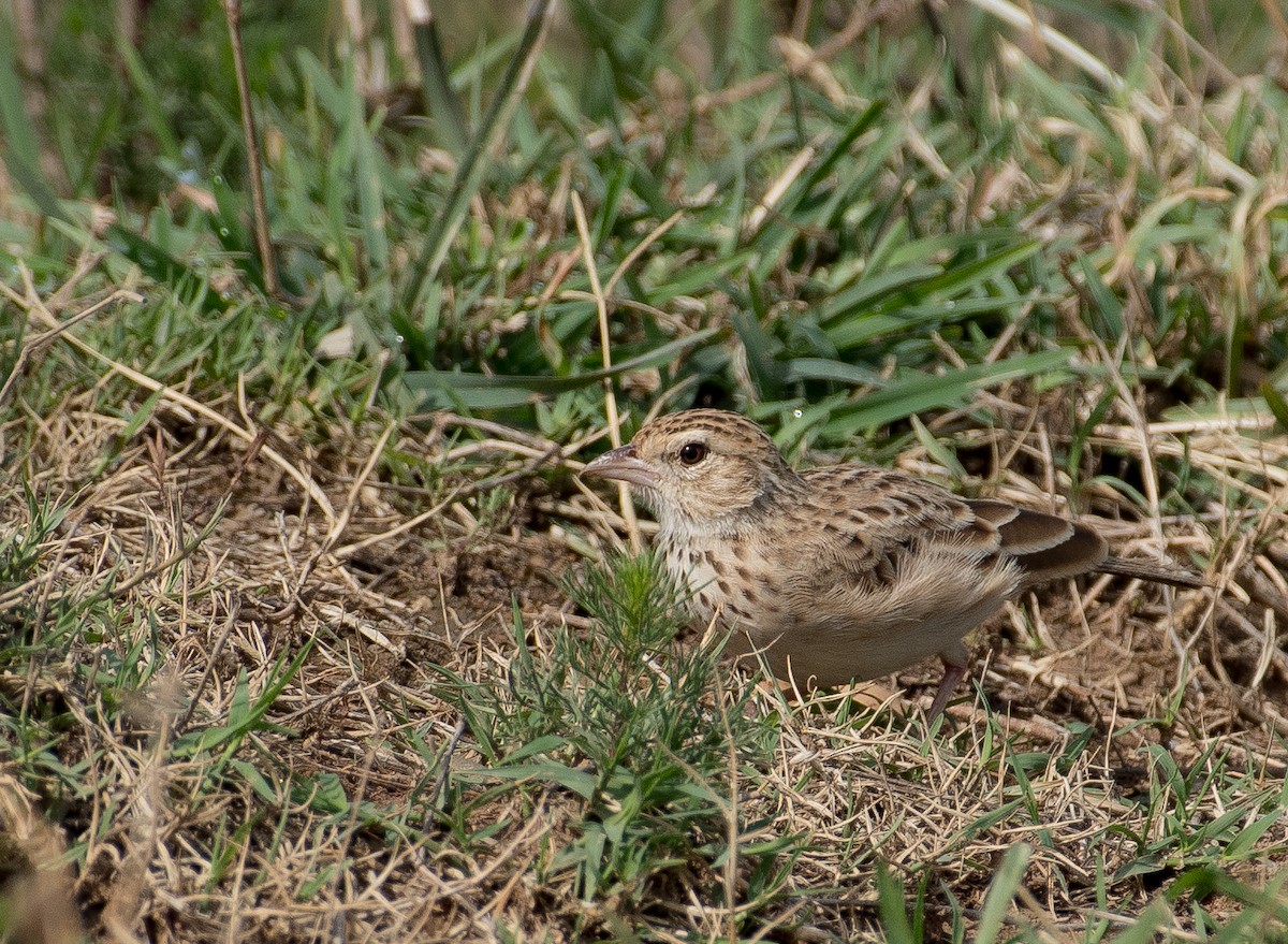 Indian Bushlark - ML462900721