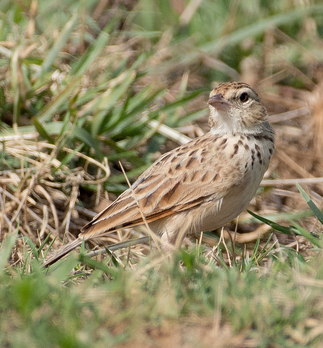 Indian Bushlark - ML462900731