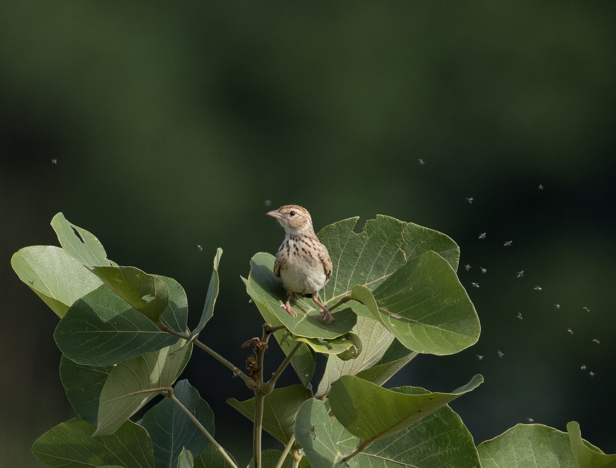 Indian Bushlark - ML462900741