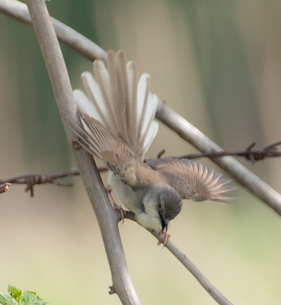 Jungle Prinia - ML462900781