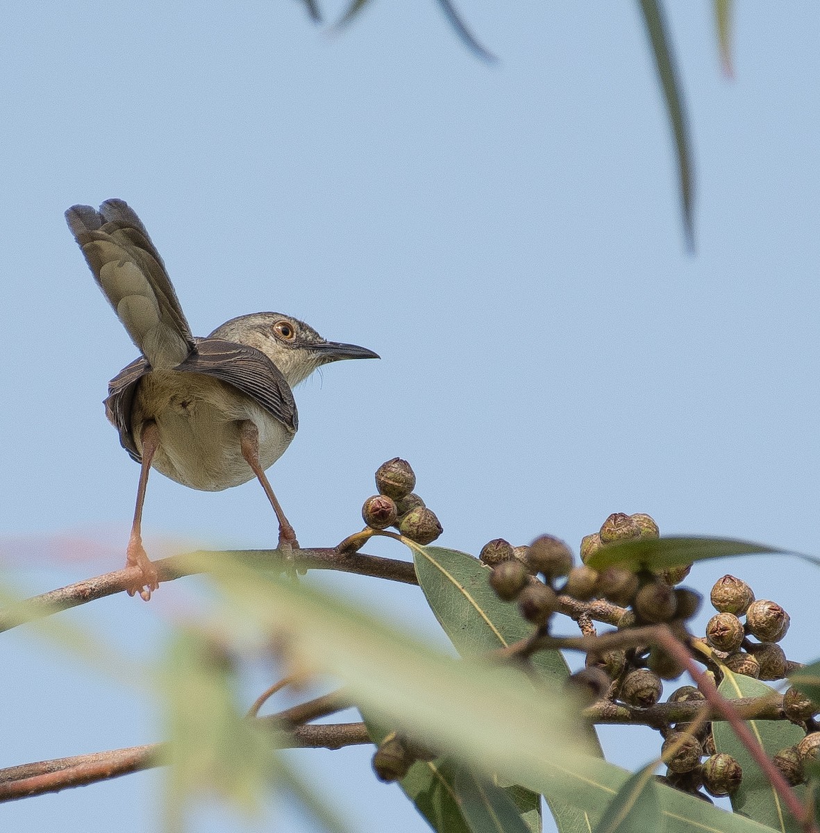 Prinia Selvática - ML462900811