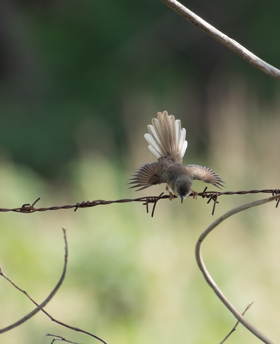 Prinia Selvática - ML462900831