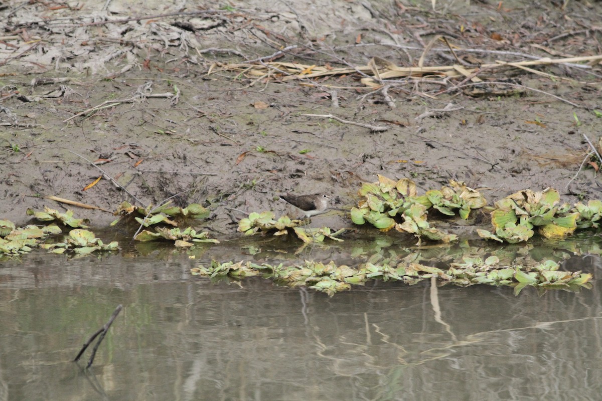 Solitary Sandpiper - ML46290161