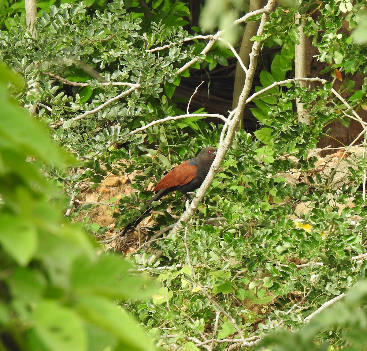 Greater Coucal - ML462902281