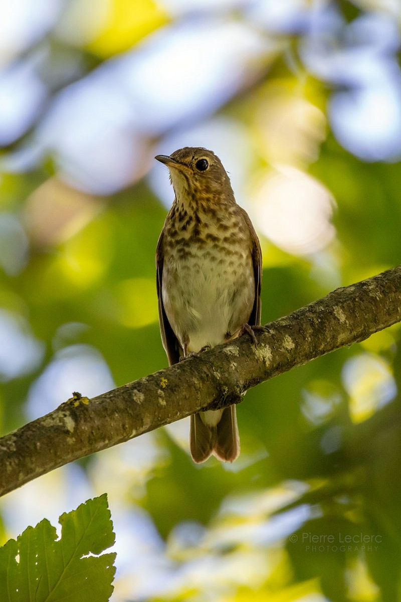 Swainson's Thrush - ML462902551