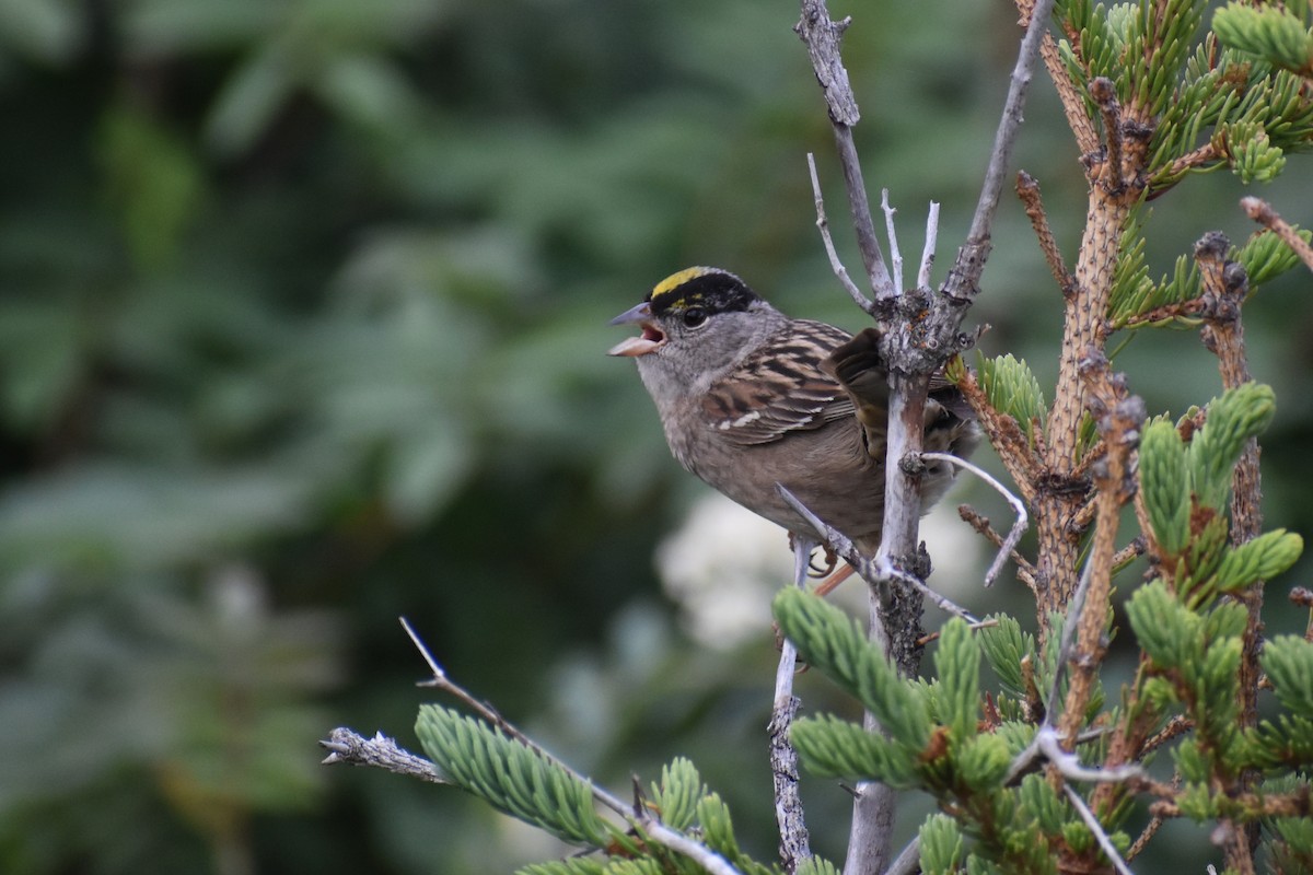 Golden-crowned Sparrow - ML462903351