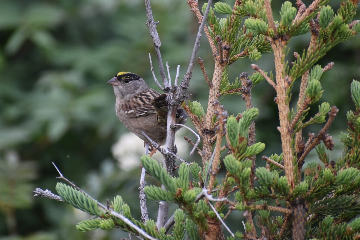Golden-crowned Sparrow - ML462903391