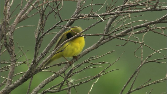 Wilson's Warbler - ML462906