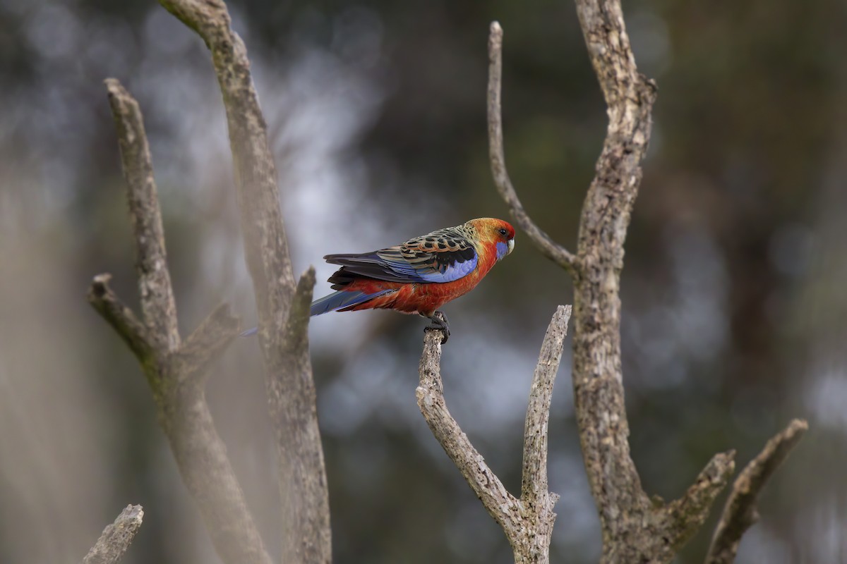 Crimson Rosella - ML462906721