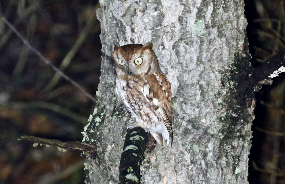 Eastern Screech-Owl - ML46290741