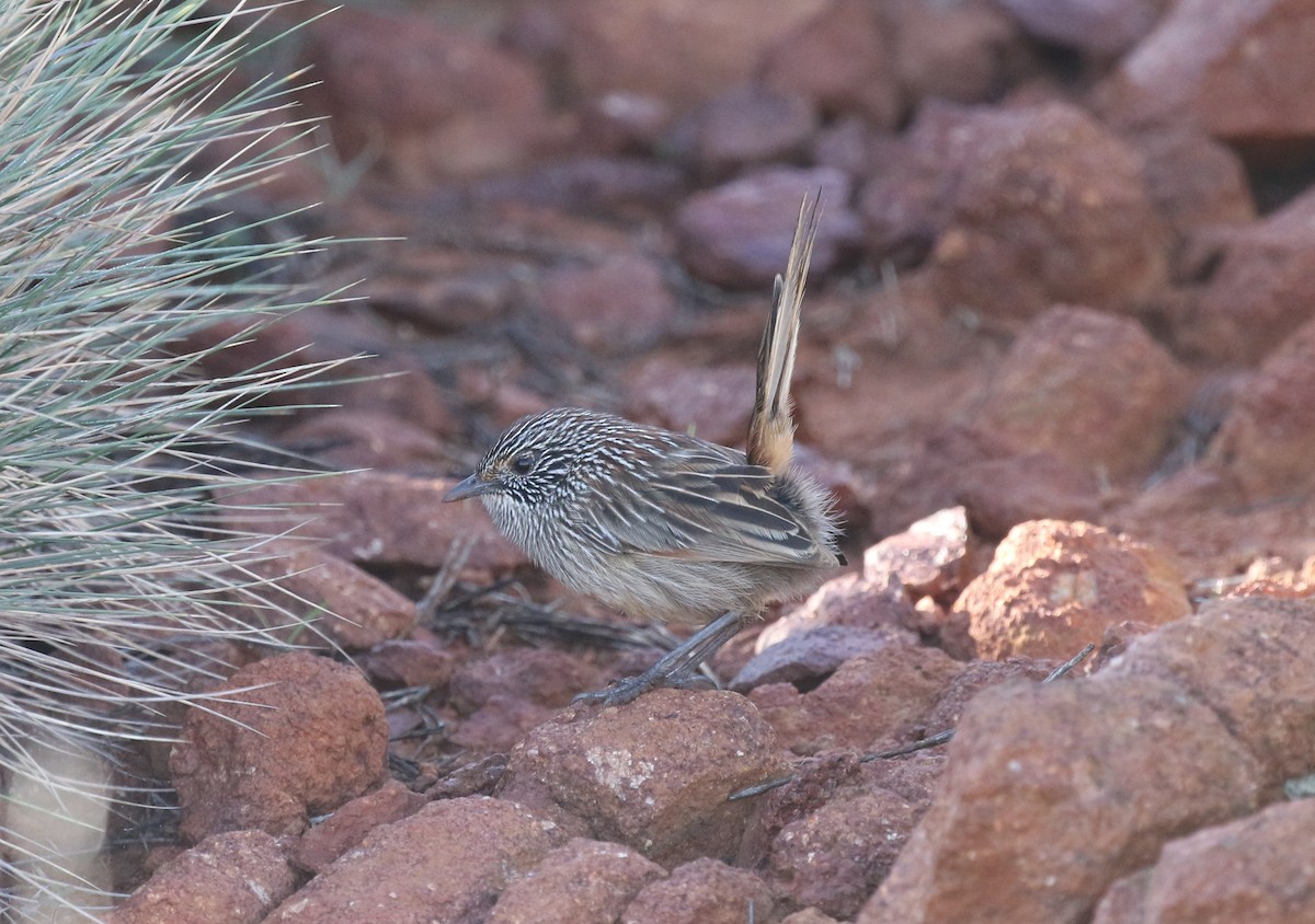 Short-tailed Grasswren - ML462908241