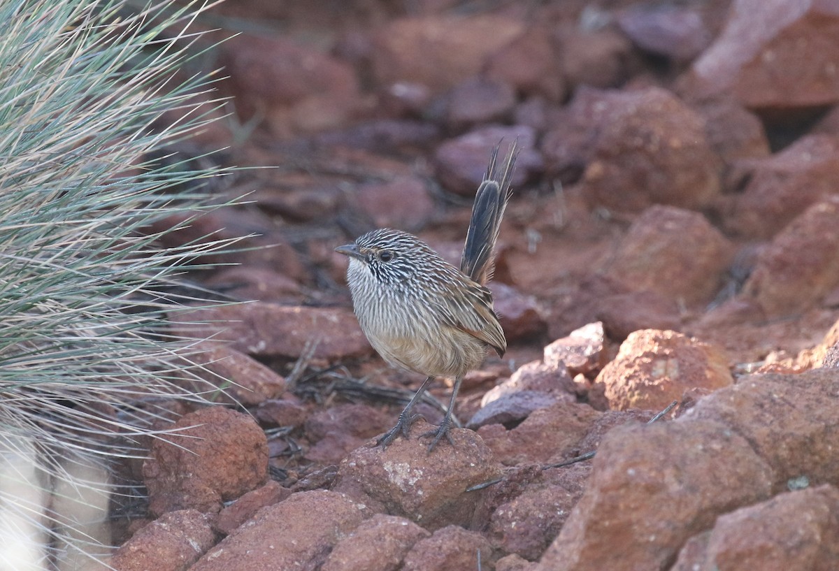 Short-tailed Grasswren - ML462908261