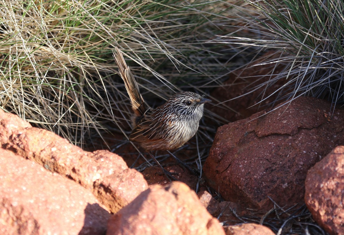 Short-tailed Grasswren - ML462908291