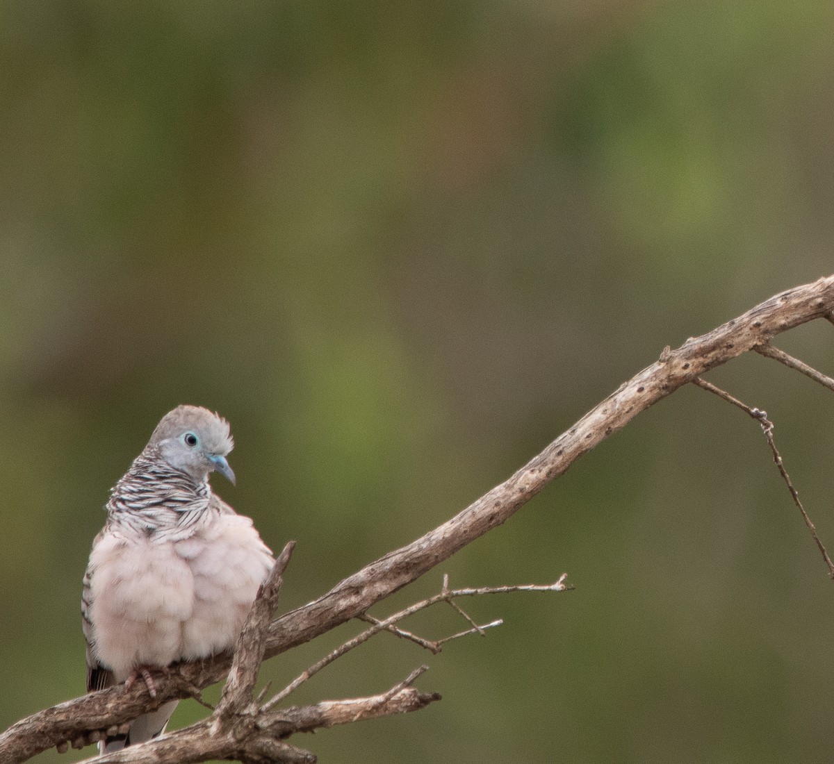 Peaceful Dove - Hoeckman's Wildlife