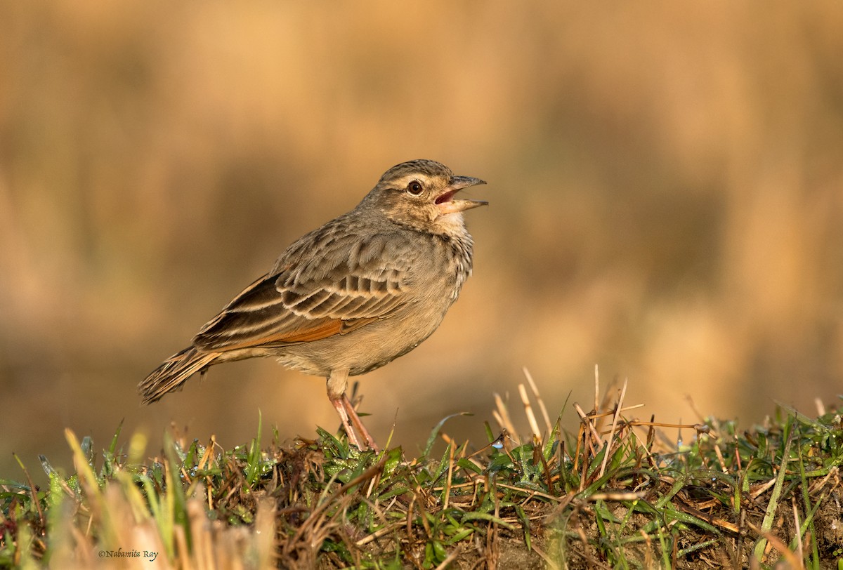 Bengal Bushlark - ML462908771