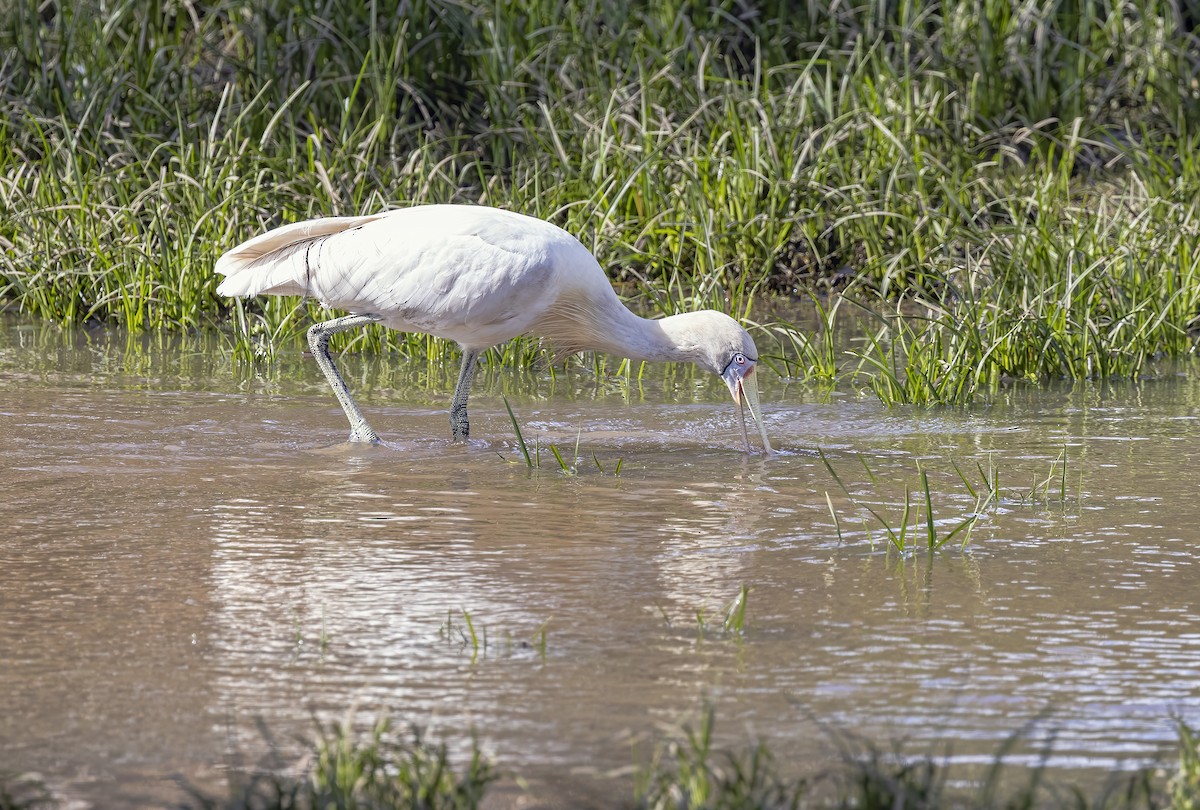 Yellow-billed Spoonbill - ML462909741