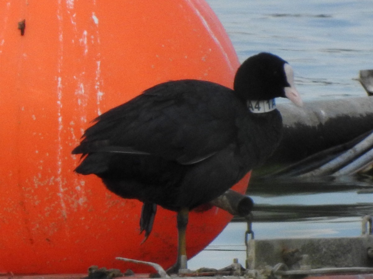 Eurasian Coot - ML462910311