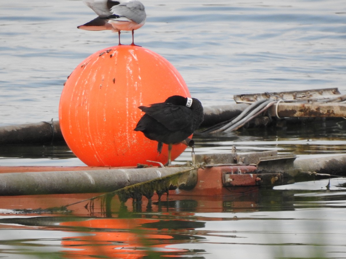 Eurasian Coot - ML462910321