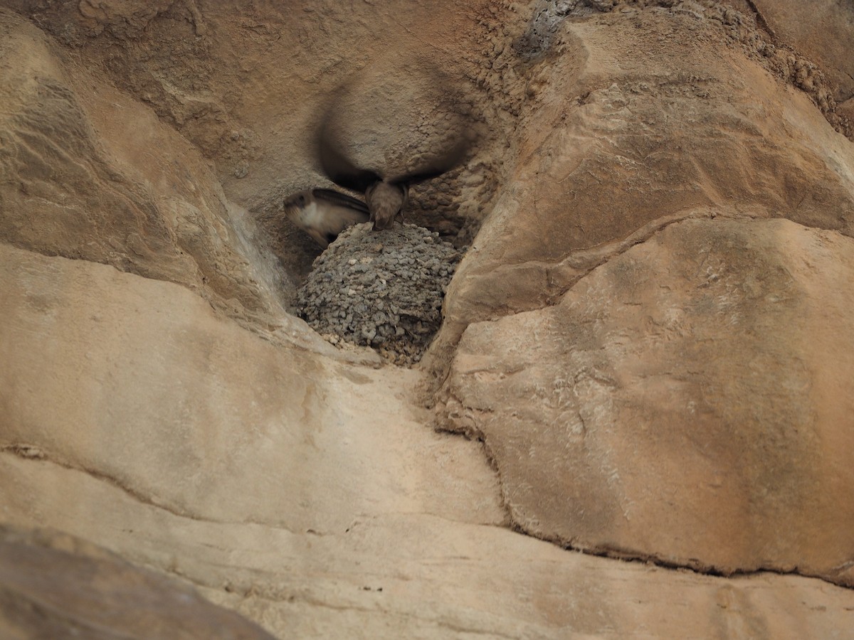 Eurasian Crag-Martin - ML462911061