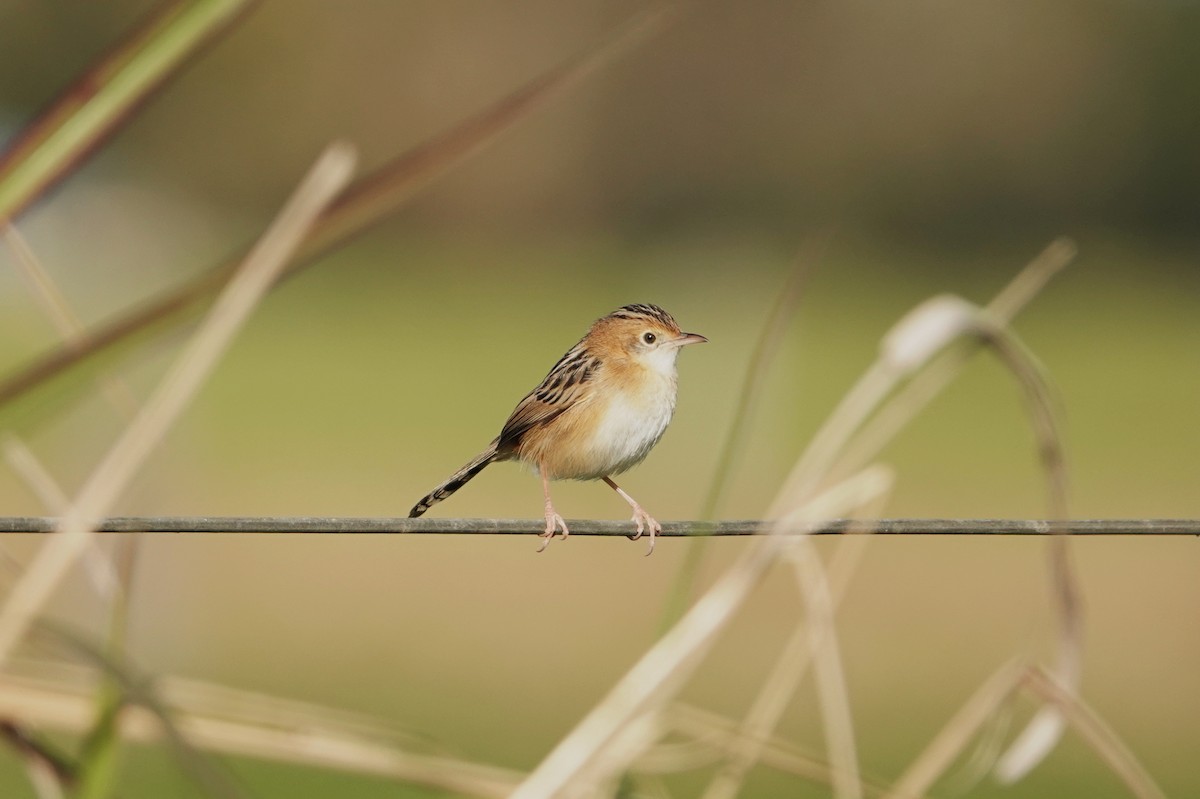 Golden-headed Cisticola - ML462911181