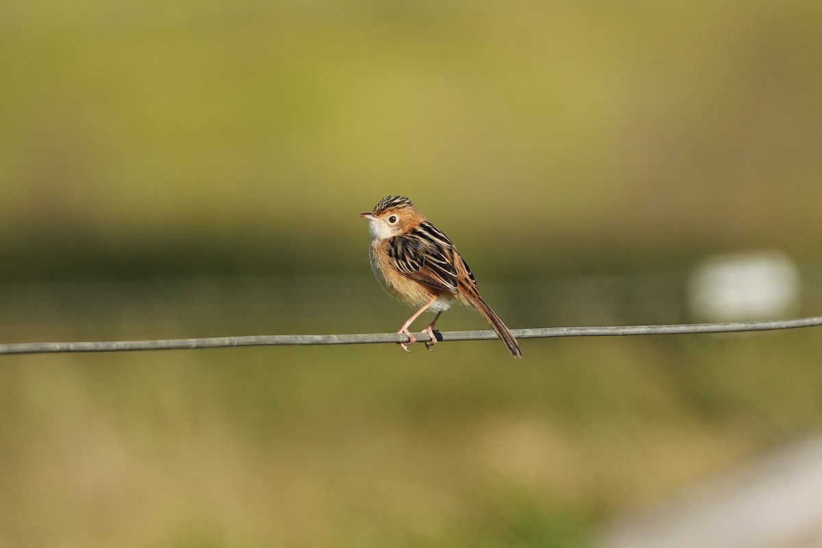 Golden-headed Cisticola - Emily Jenkins