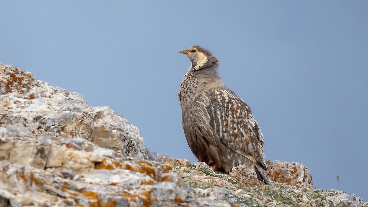 Caspian Snowcock - ML462911341