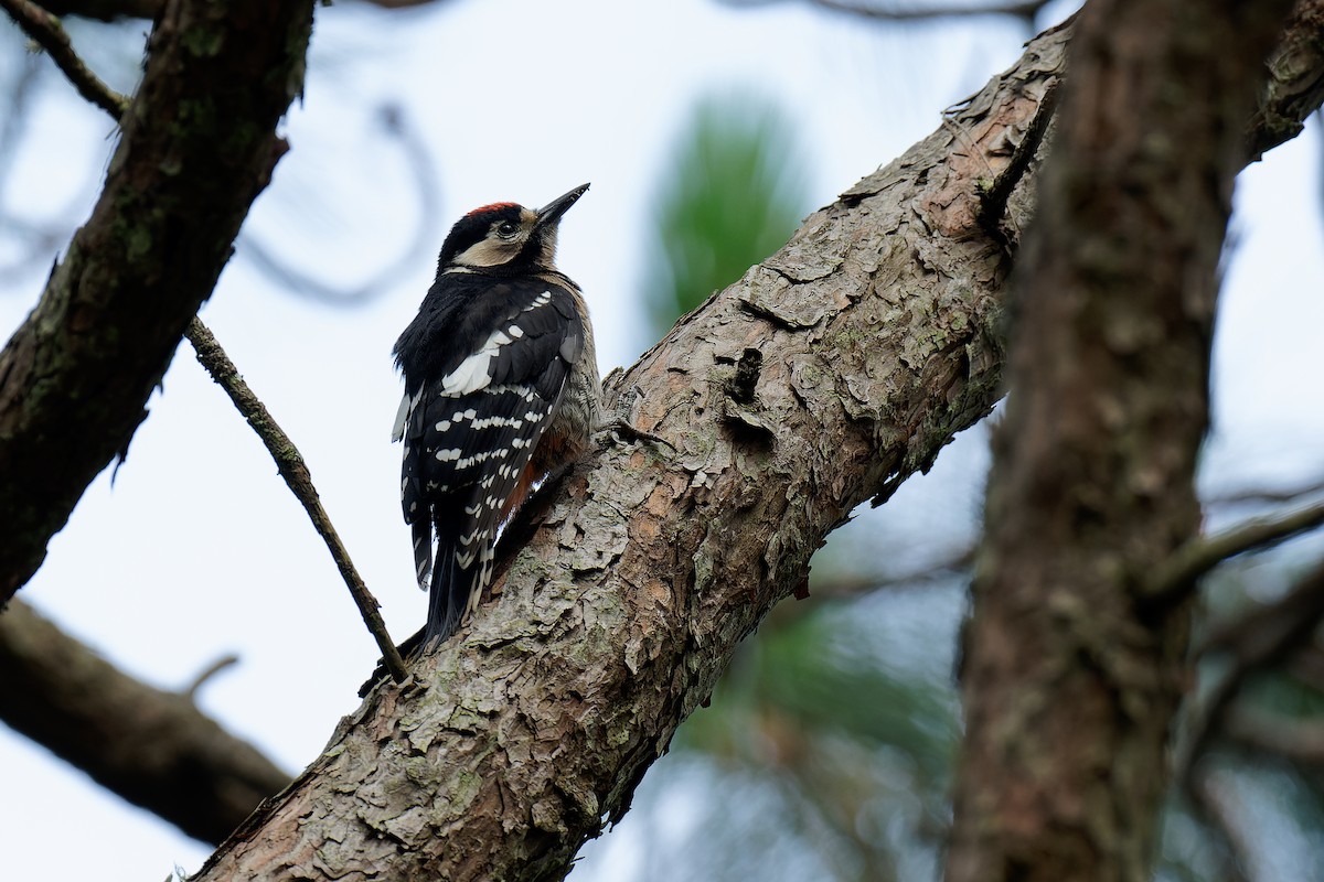Great Spotted Woodpecker (cabanisi/stresemanni) - ML462911611