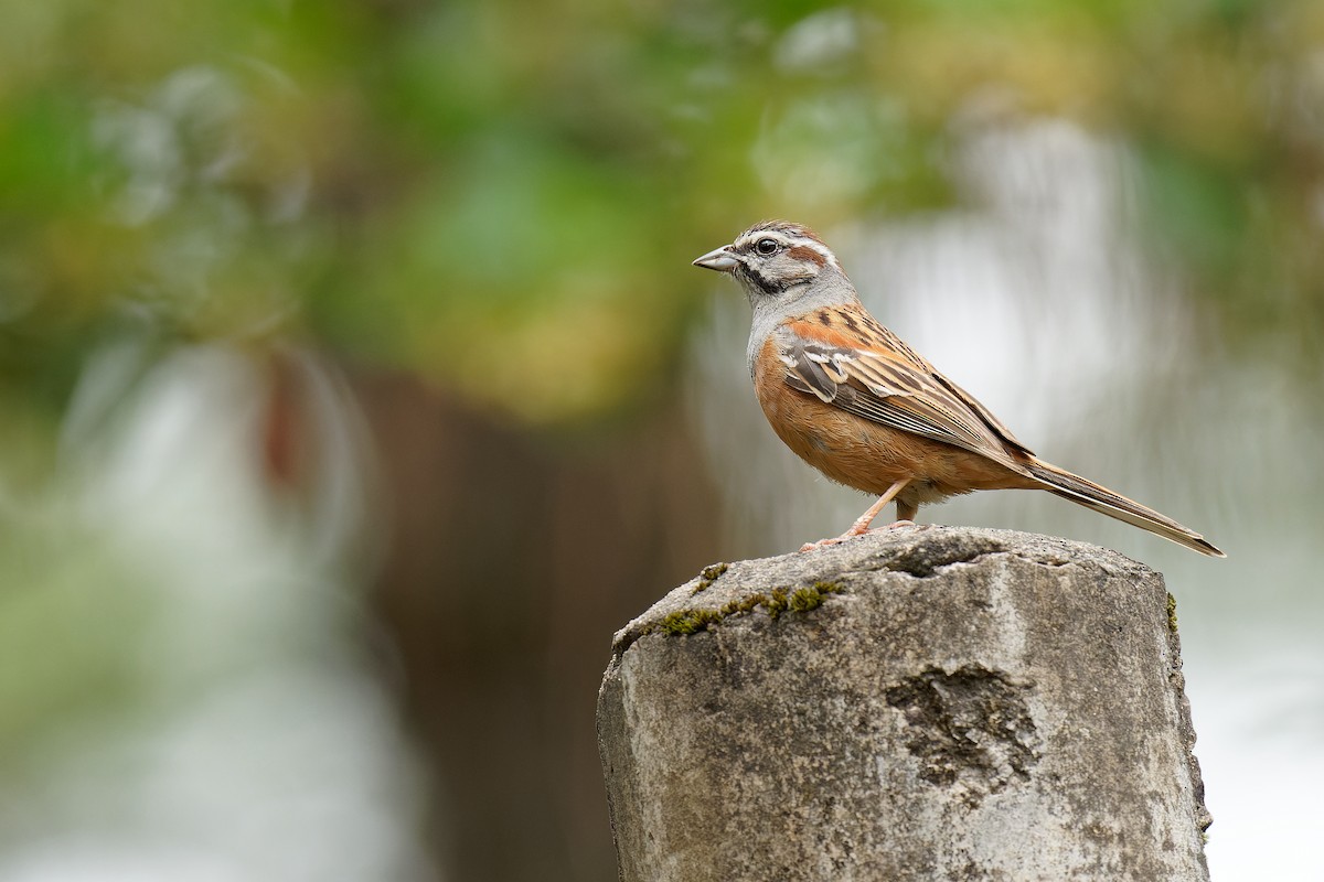 Godlewski's Bunting - ML462911661