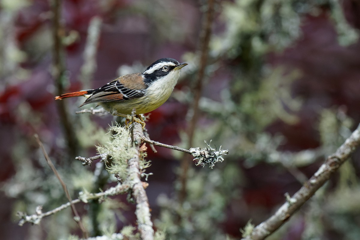 Red-tailed Minla - ML462911971