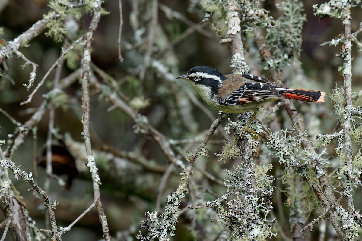 Red-tailed Minla - ML462912021