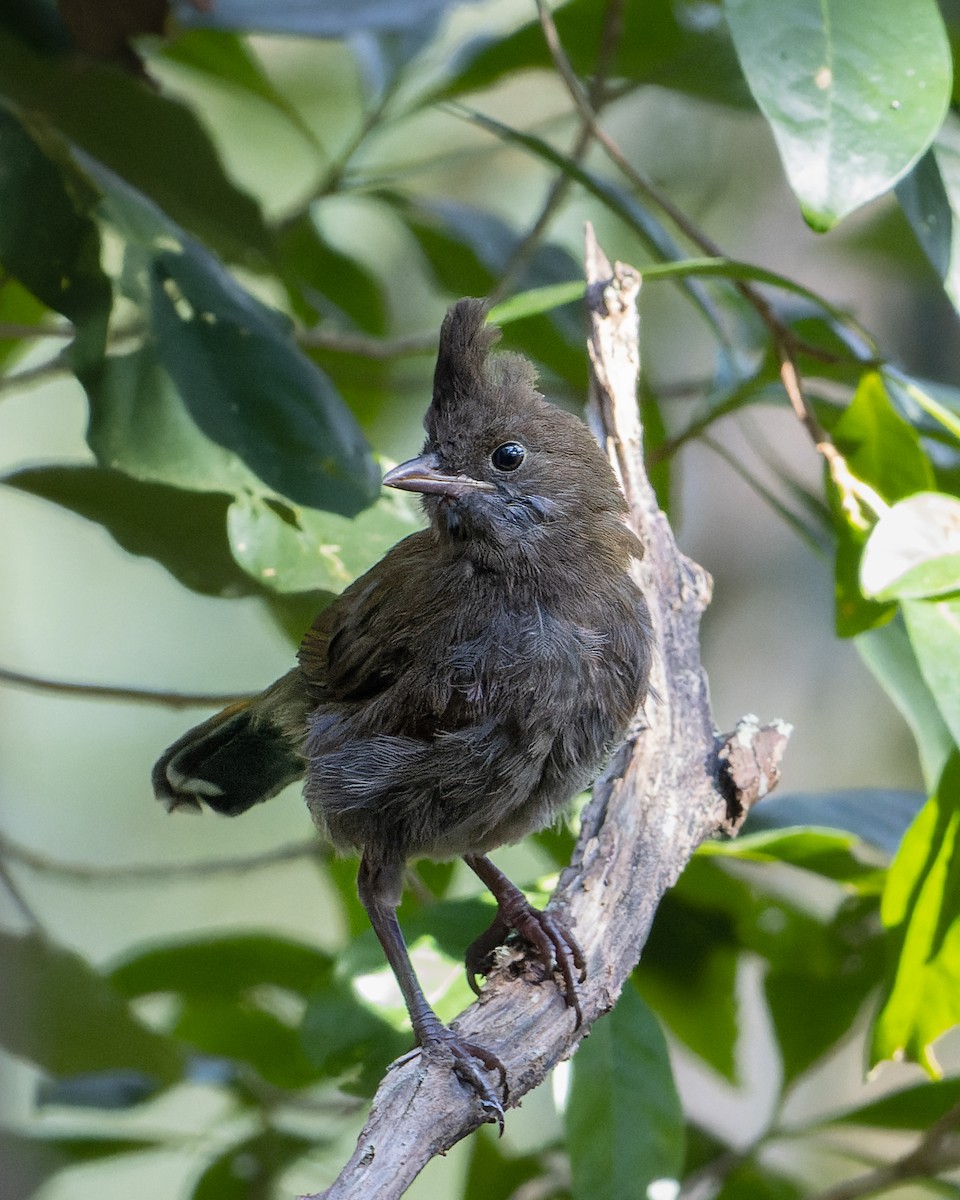 Eastern Whipbird - ML462912091