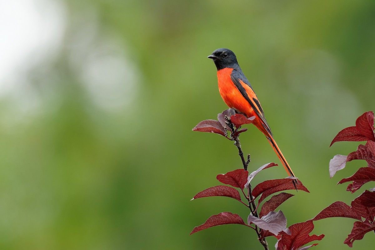 Long-tailed Minivet - Vincent Wang