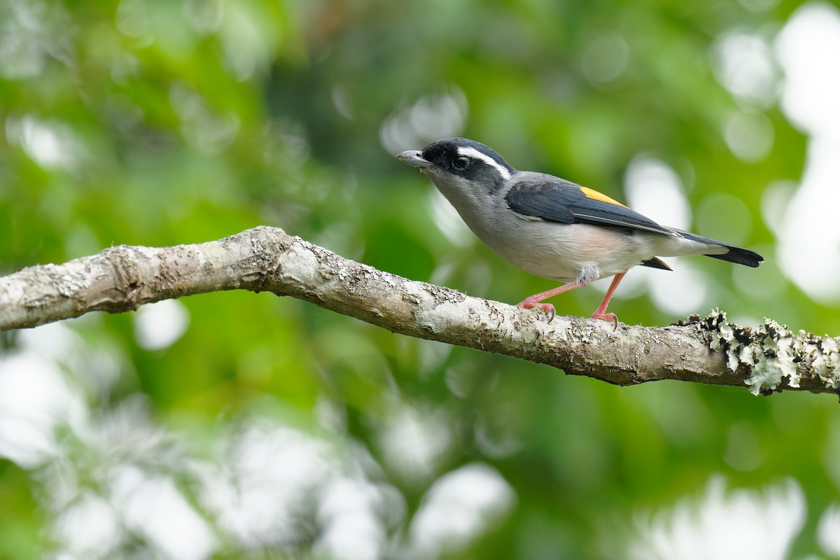 White-browed Shrike-Babbler (Gray-breasted) - ML462912441