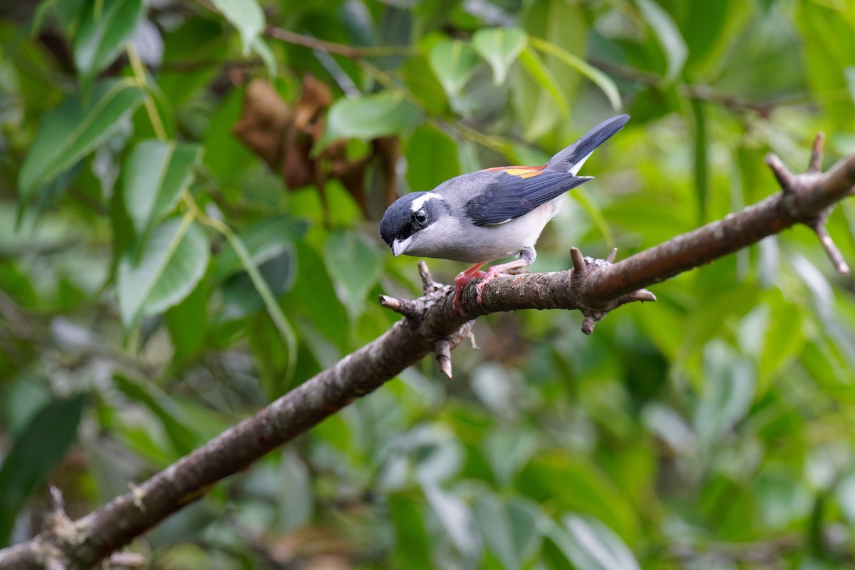 White-browed Shrike-Babbler (Gray-breasted) - ML462912481