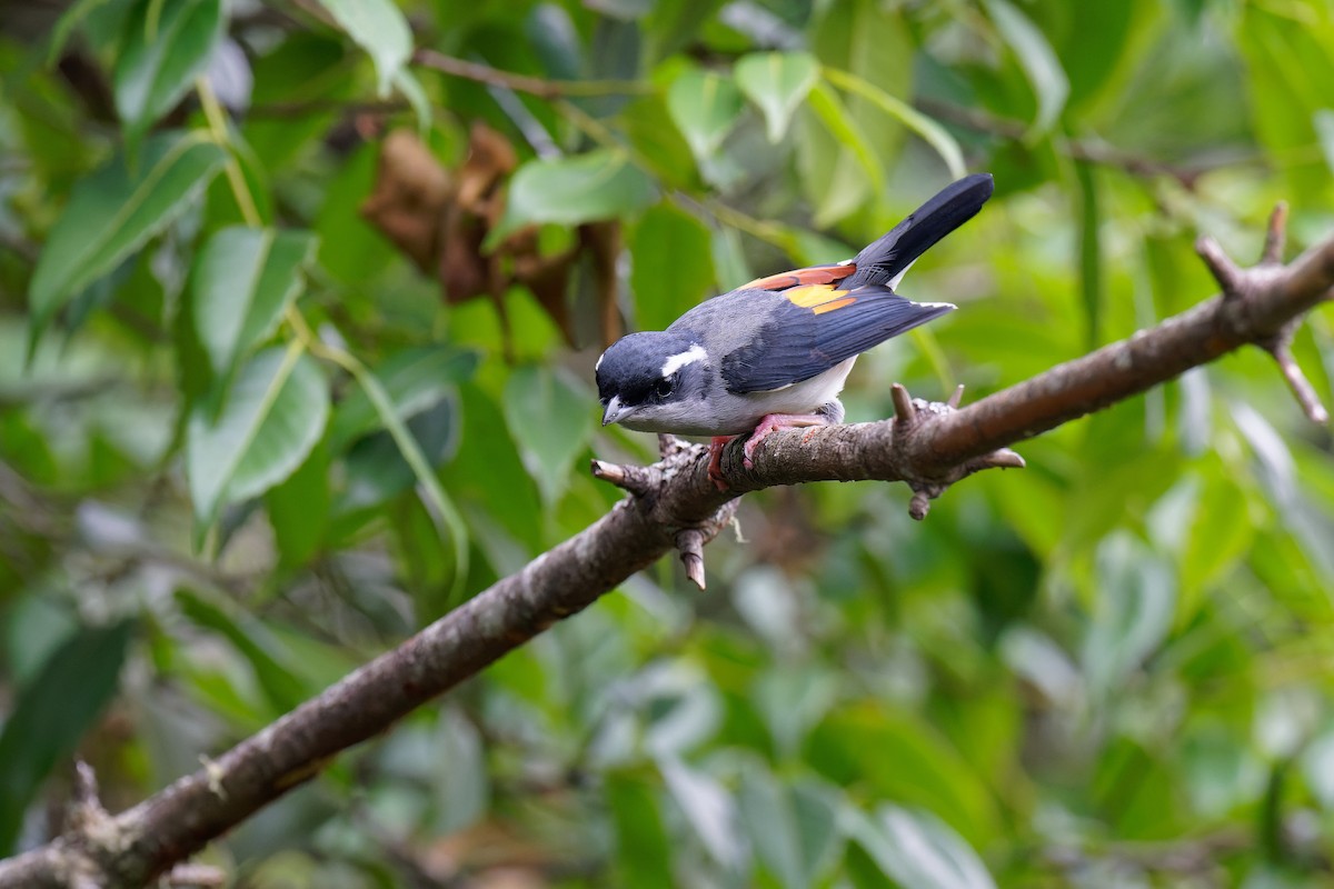 White-browed Shrike-Babbler (Gray-breasted) - ML462912491