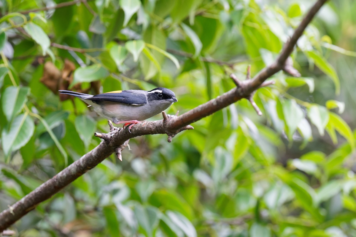 White-browed Shrike-Babbler (Gray-breasted) - ML462912511