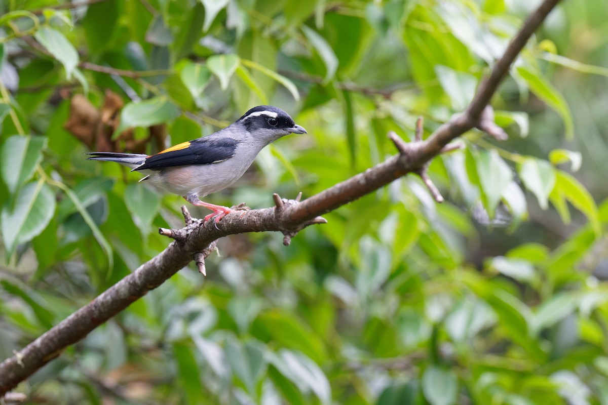 White-browed Shrike-Babbler (Gray-breasted) - ML462912521