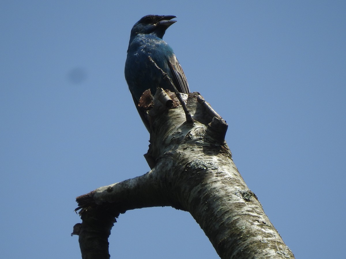 Passerin indigo - ML462914191
