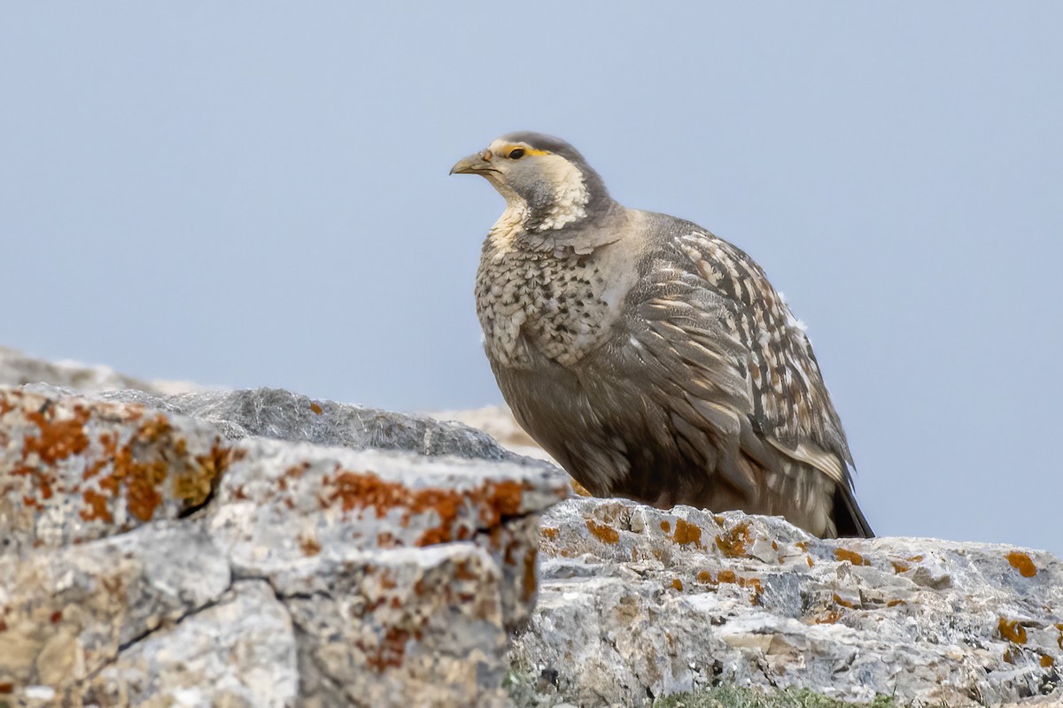 Caspian Snowcock - ML462914281